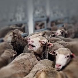 There is little to be proud of in the wake of the live export controversy There is little to be proud of in the wake of the live export controversy